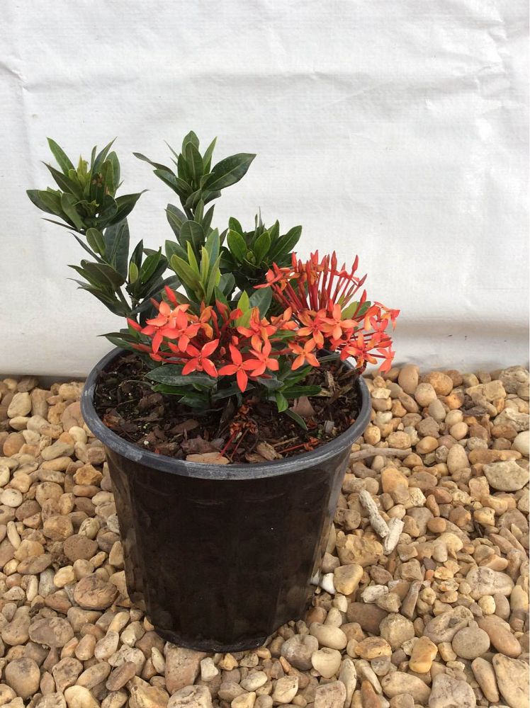 ixora-taiwanensis-ixora-taiwan-dwarf-ixora-petite