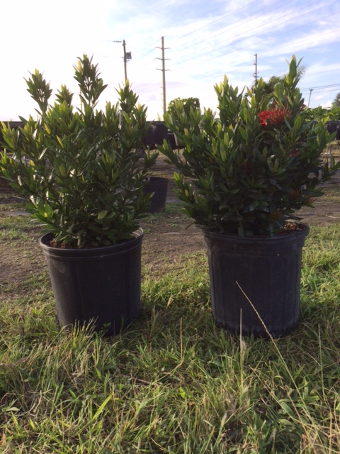 ixora-taiwanensis-ixora-taiwan-dwarf-ixora-petite