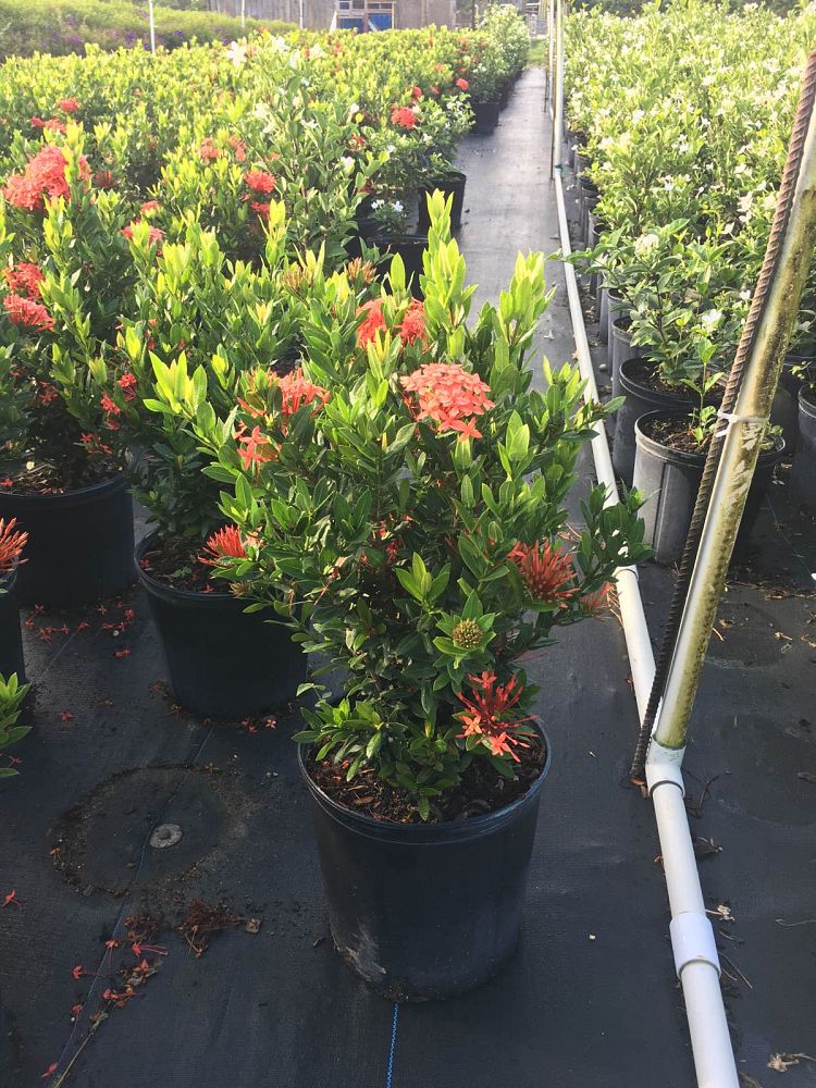 ixora-taiwanensis-ixora-taiwan-dwarf-ixora-petite