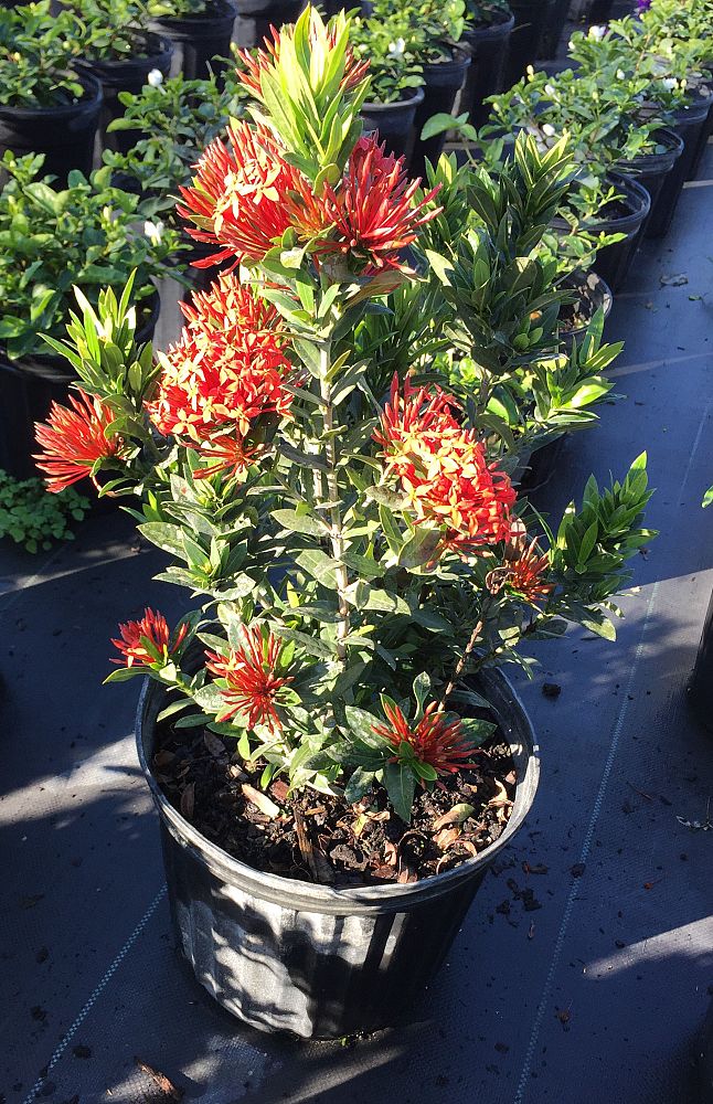ixora-taiwanensis-ixora-taiwan-dwarf-ixora-petite