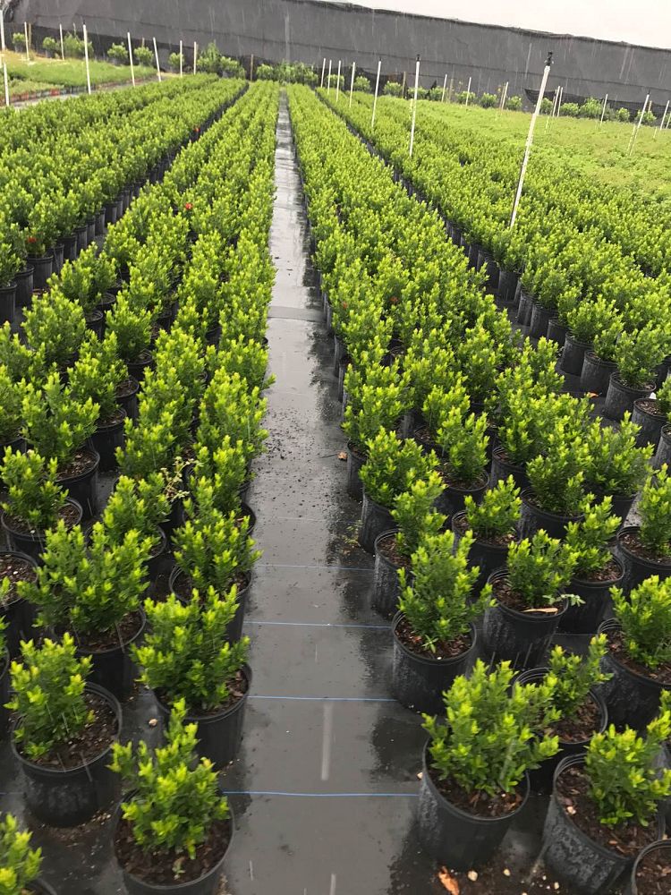ixora-taiwanensis-ixora-taiwan-dwarf-ixora-petite