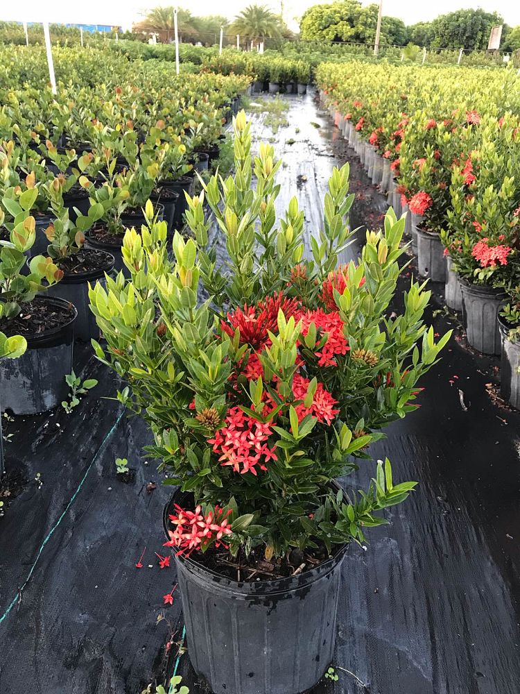 ixora-taiwanensis-ixora-taiwan-dwarf-ixora-petite