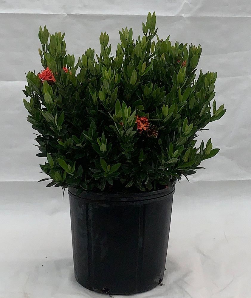 ixora-taiwanensis-ixora-taiwan-dwarf-ixora-petite