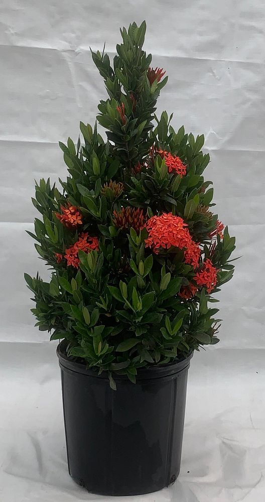 ixora-taiwanensis-ixora-taiwan-dwarf-ixora-petite