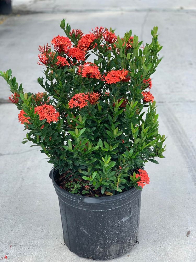 ixora-taiwanensis-ixora-taiwan-dwarf-ixora-petite