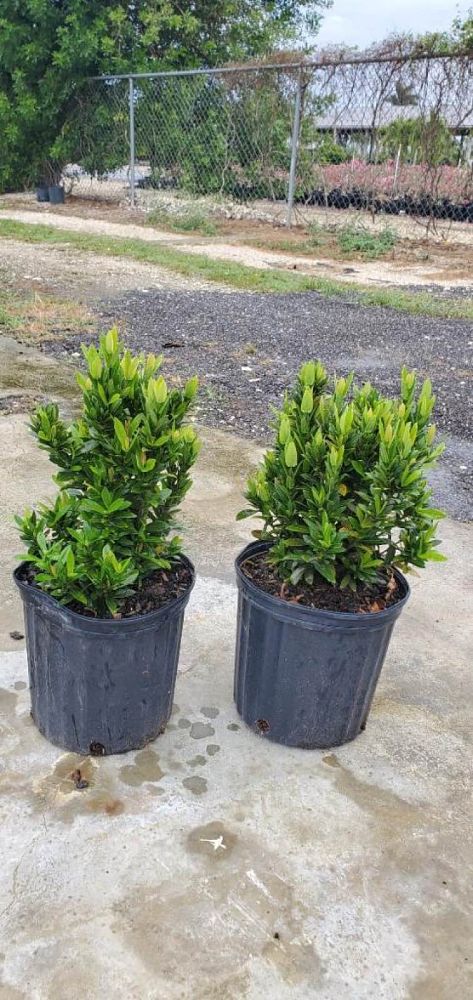 ixora-taiwanensis-ixora-taiwan-dwarf-ixora-petite