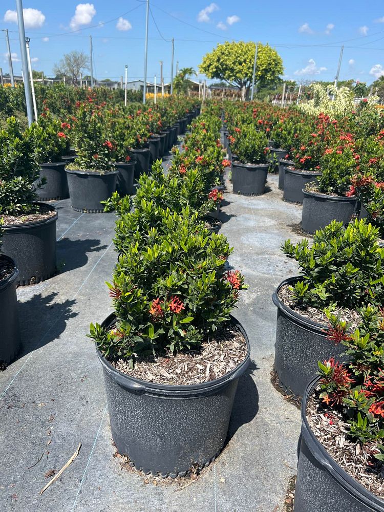 ixora-taiwanensis-ixora-taiwan-dwarf-ixora-petite