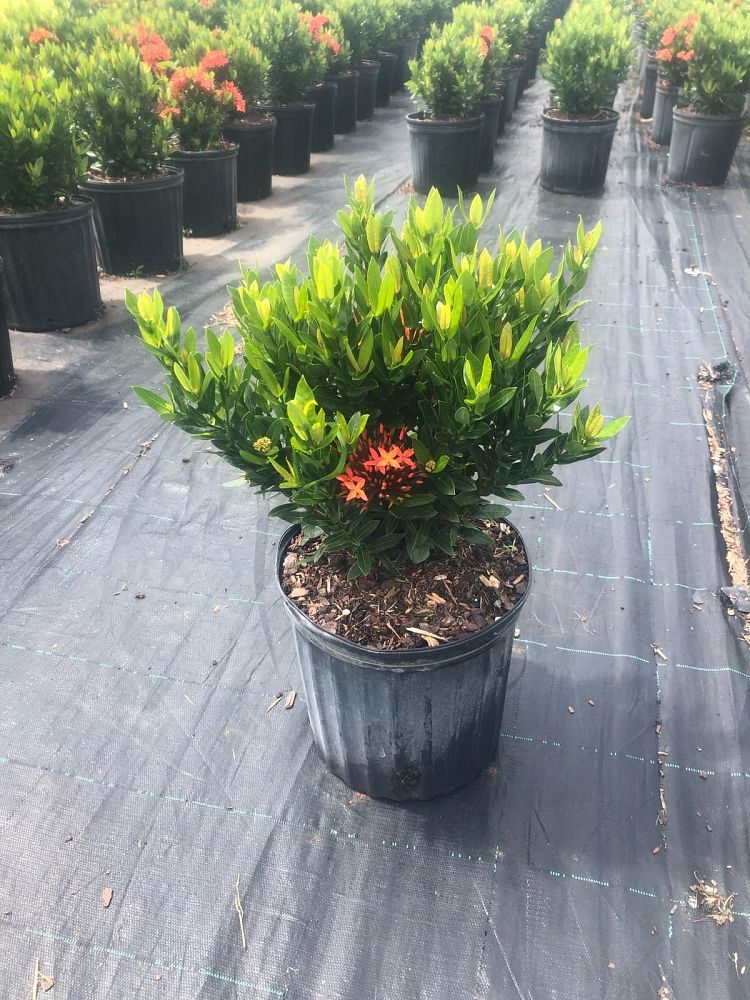 ixora-taiwanensis-ixora-taiwan-dwarf-ixora-petite