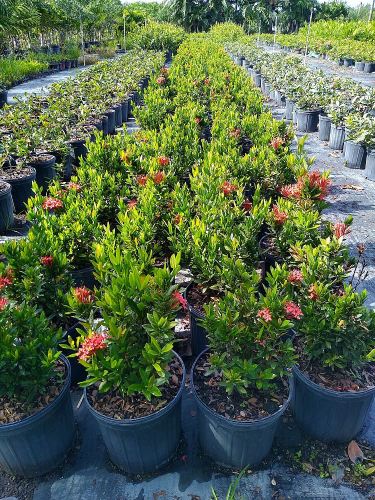 ixora-taiwanensis-ixora-taiwan-dwarf-ixora-petite