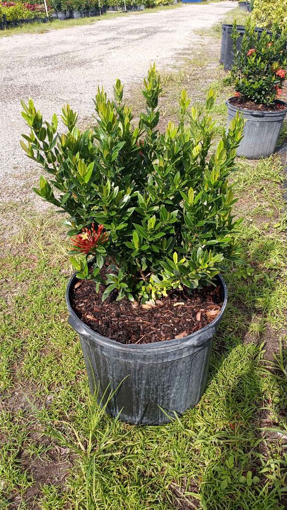 ixora-taiwanensis-ixora-taiwan-dwarf-ixora-petite