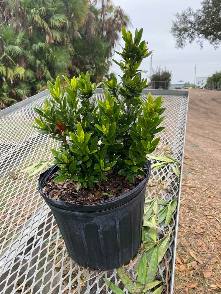 ixora-taiwanensis-ixora-taiwan-dwarf-ixora-petite
