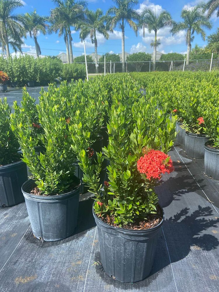 ixora-taiwanensis-ixora-taiwan-dwarf-ixora-petite