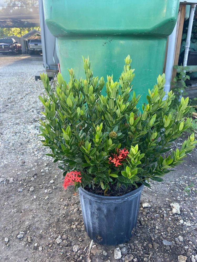 ixora-taiwanensis-ixora-taiwan-dwarf-ixora-petite
