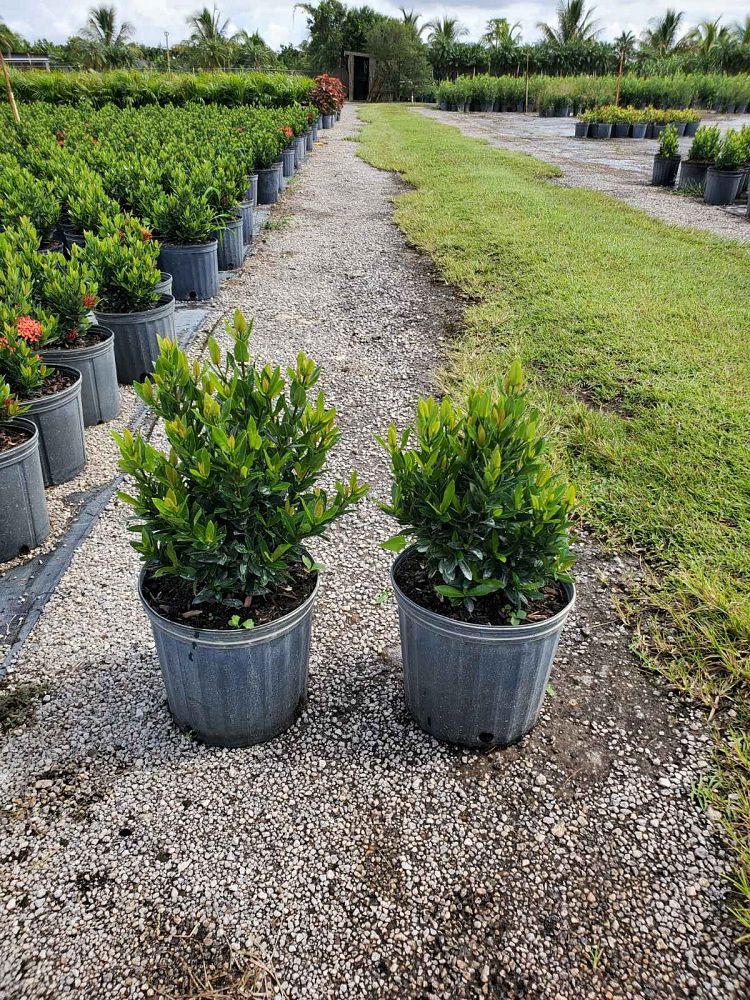 ixora-taiwanensis-ixora-taiwan-dwarf-ixora-petite