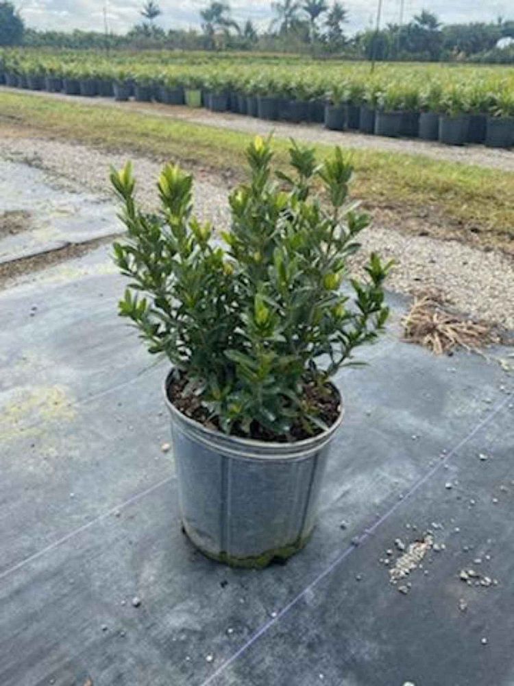 ixora-taiwanensis-ixora-taiwan-dwarf-ixora-petite