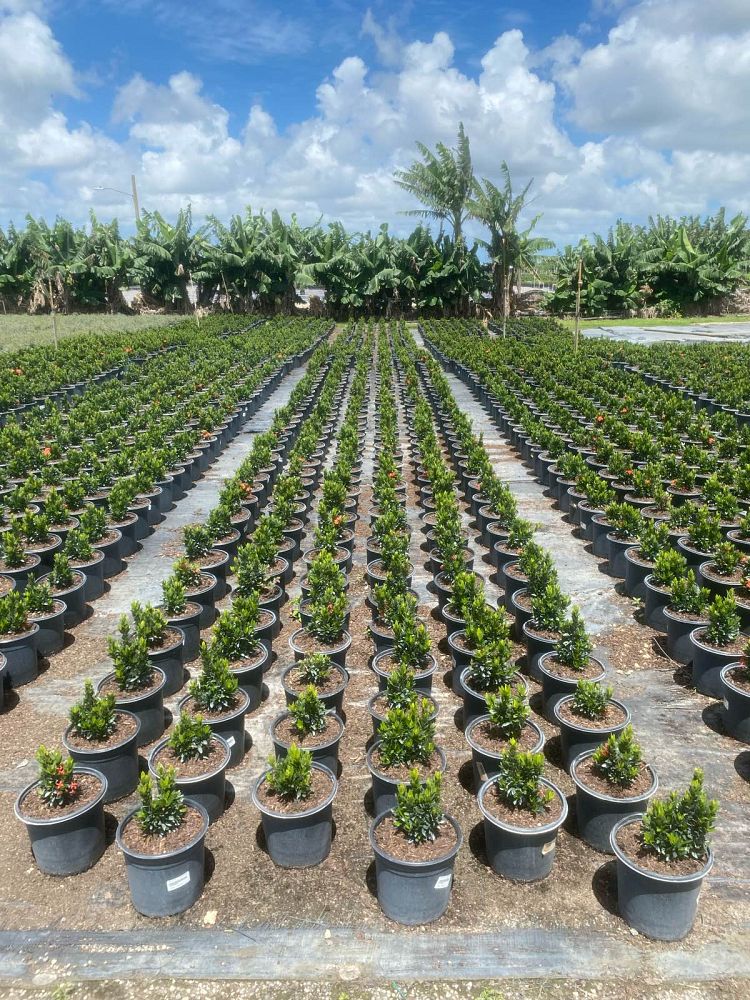 ixora-taiwanensis-ixora-taiwan-dwarf-ixora-petite