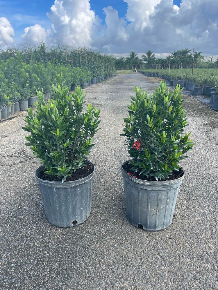 ixora-taiwanensis-ixora-taiwan-dwarf-ixora-petite
