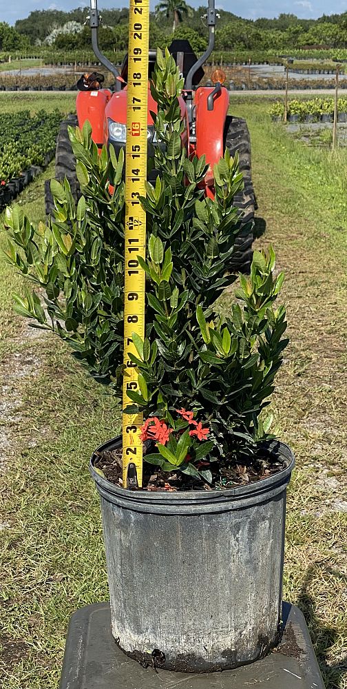 ixora-taiwanensis-ixora-taiwan-dwarf-ixora-petite