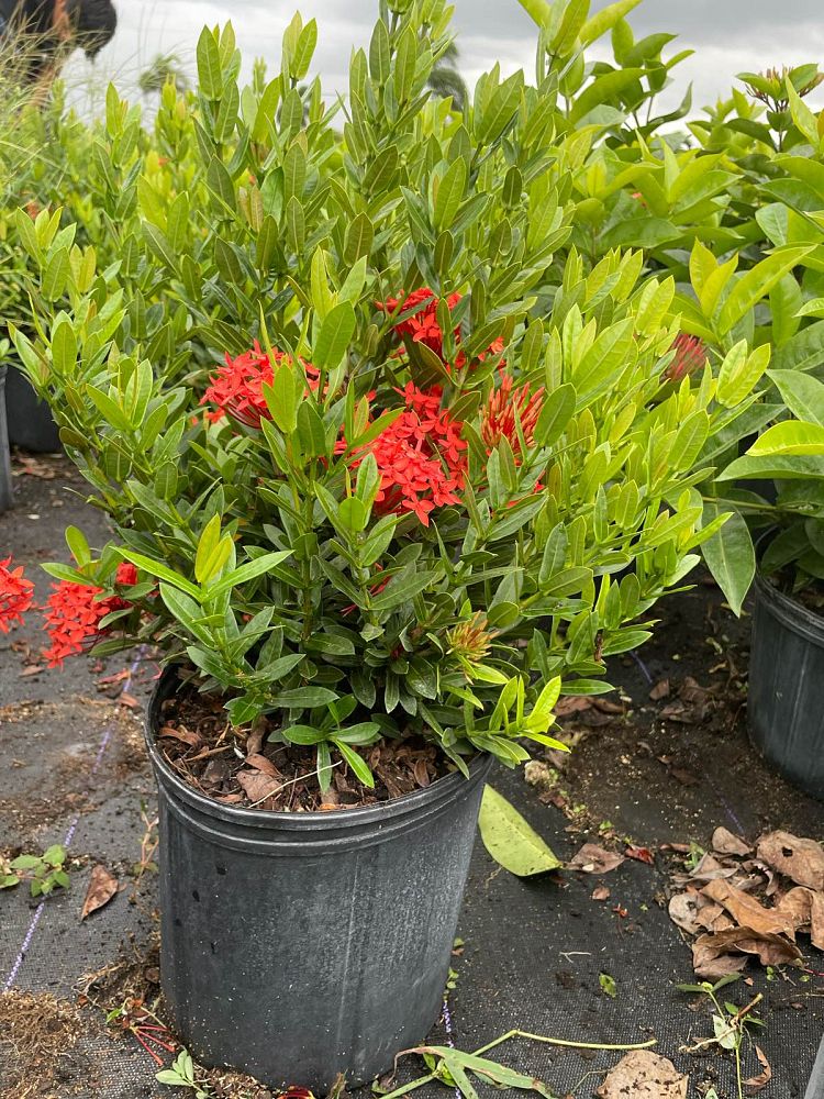 ixora-taiwanensis-ixora-taiwan-dwarf-ixora-petite