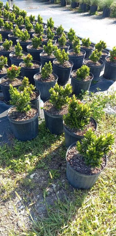 ixora-taiwanensis-ixora-taiwan-dwarf-ixora-petite
