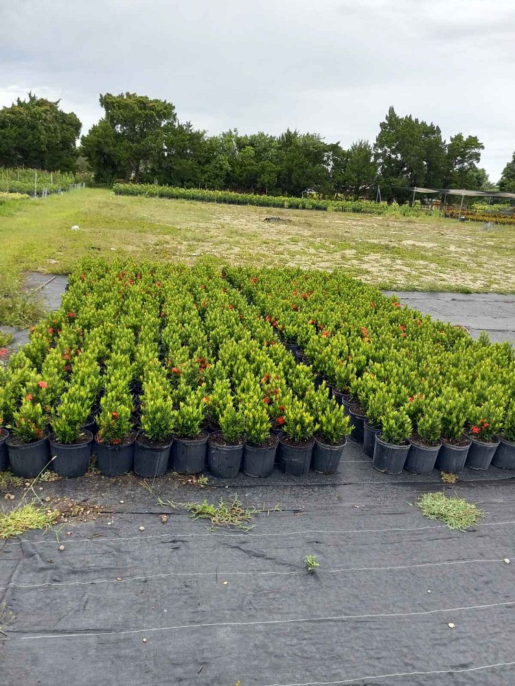 ixora-taiwanensis-ixora-taiwan-dwarf-ixora-petite