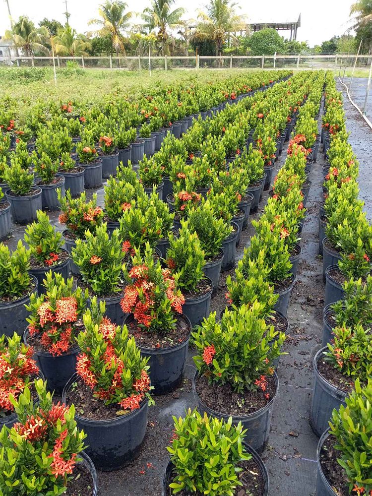 ixora-taiwanensis-ixora-taiwan-dwarf-ixora-petite