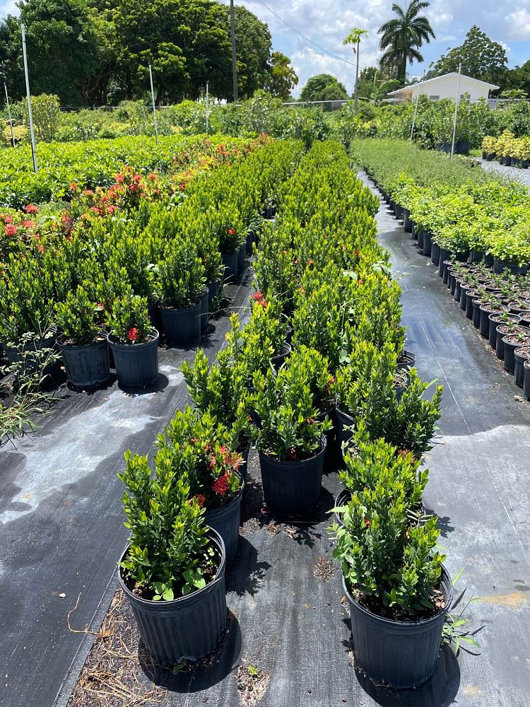 ixora-taiwanensis-ixora-taiwan-dwarf-ixora-petite