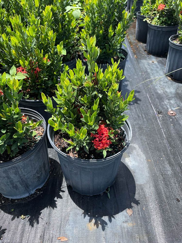 ixora-taiwanensis-ixora-taiwan-dwarf-ixora-petite