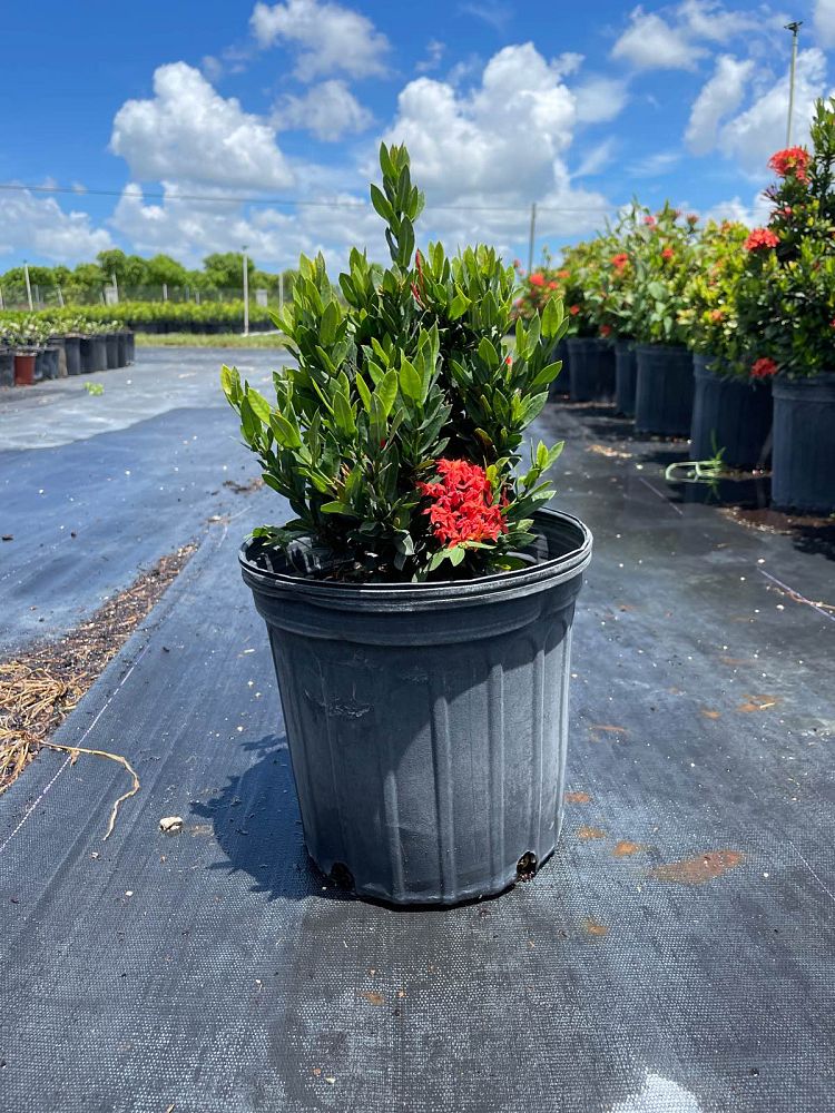 ixora-taiwanensis-ixora-taiwan-dwarf-ixora-petite
