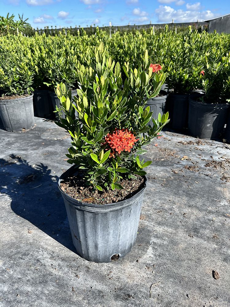 ixora-taiwanensis-ixora-taiwan-dwarf-ixora-petite