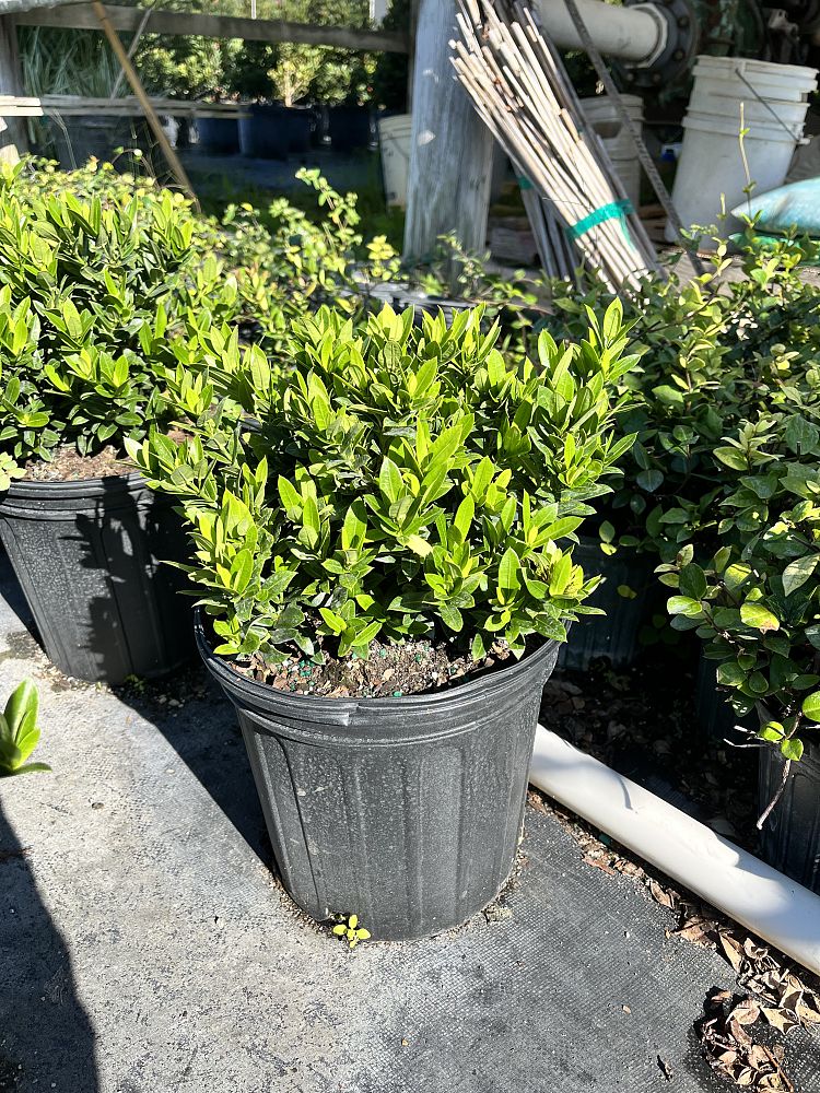 ixora-taiwanensis-ixora-taiwan-dwarf-ixora-petite
