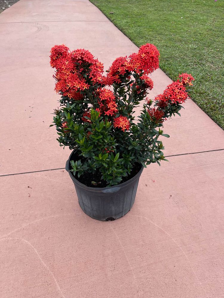 ixora-taiwanensis-ixora-taiwan-dwarf-ixora-petite