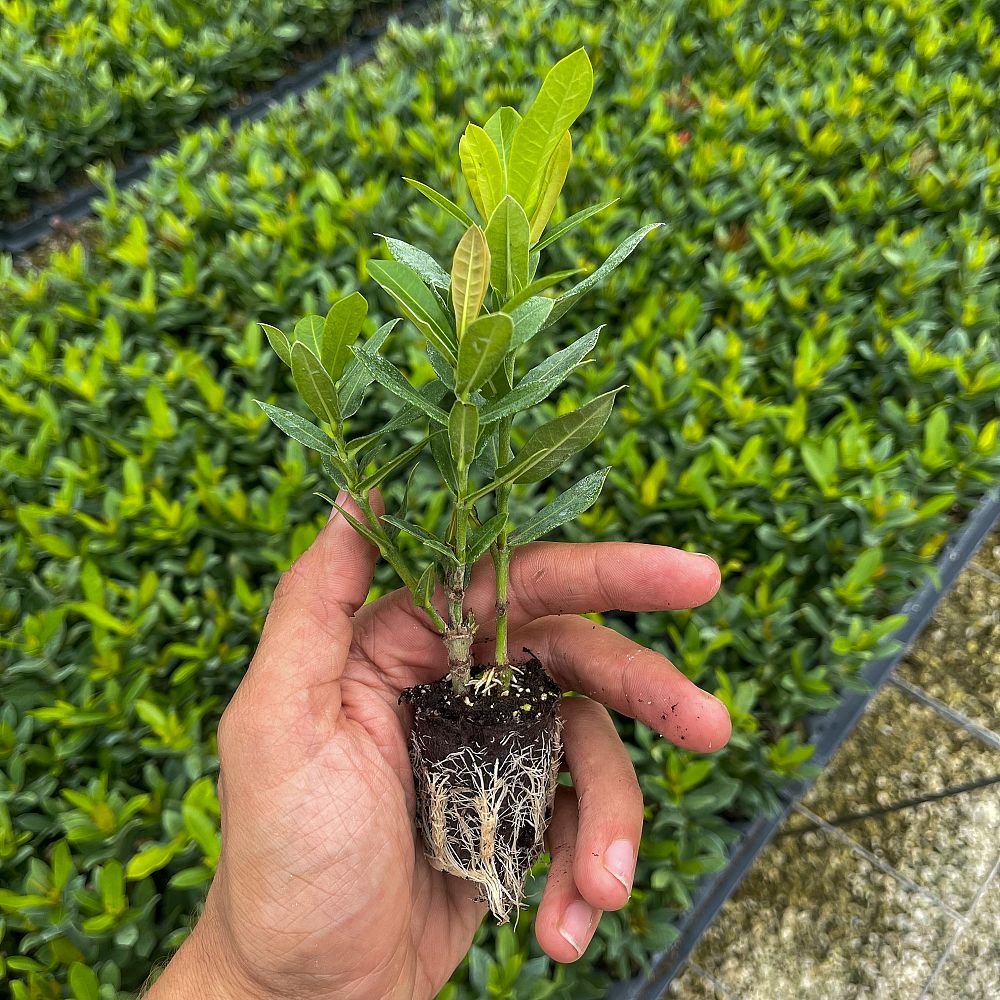 ixora-taiwanensis-ixora-taiwan-dwarf-ixora-petite