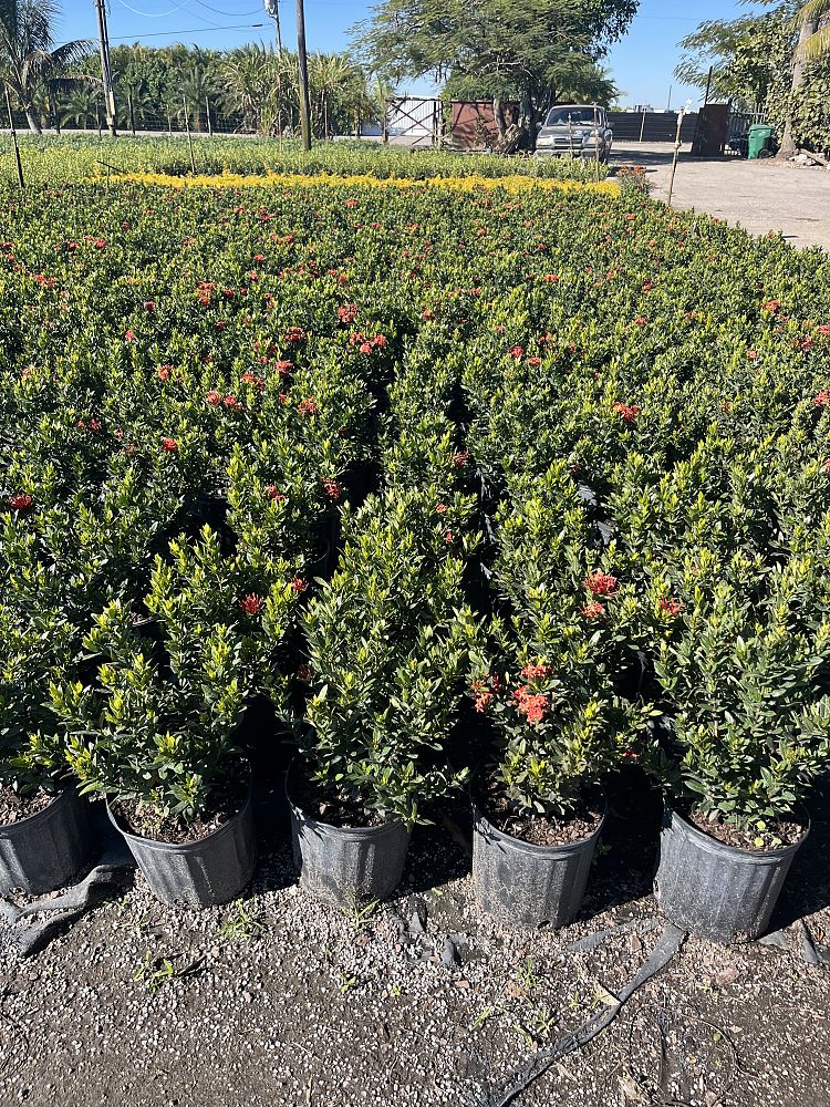 ixora-taiwanensis-ixora-taiwan-dwarf-ixora-petite