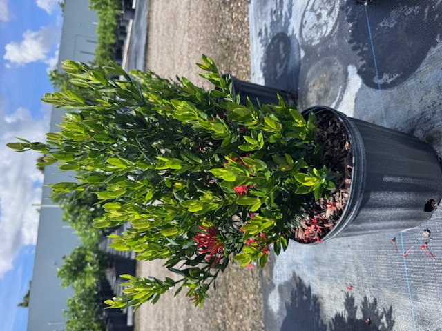 ixora-taiwanensis-ixora-taiwan-dwarf-ixora-petite