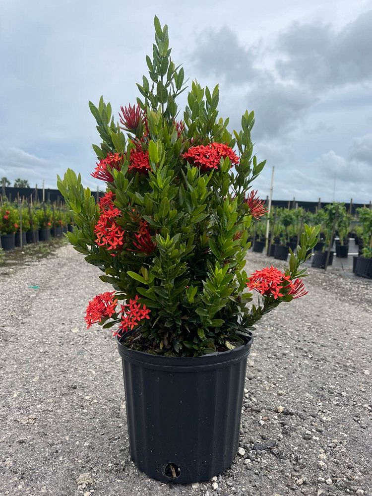 ixora-taiwanensis-ixora-taiwan-dwarf-ixora-petite