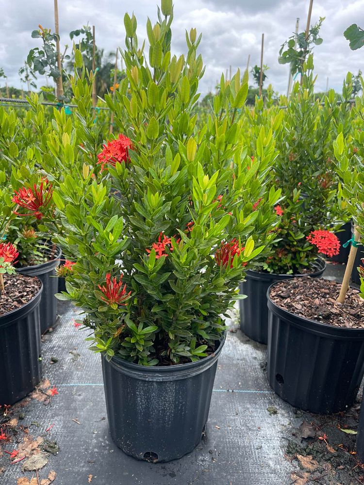 ixora-taiwanensis-ixora-taiwan-dwarf-ixora-petite