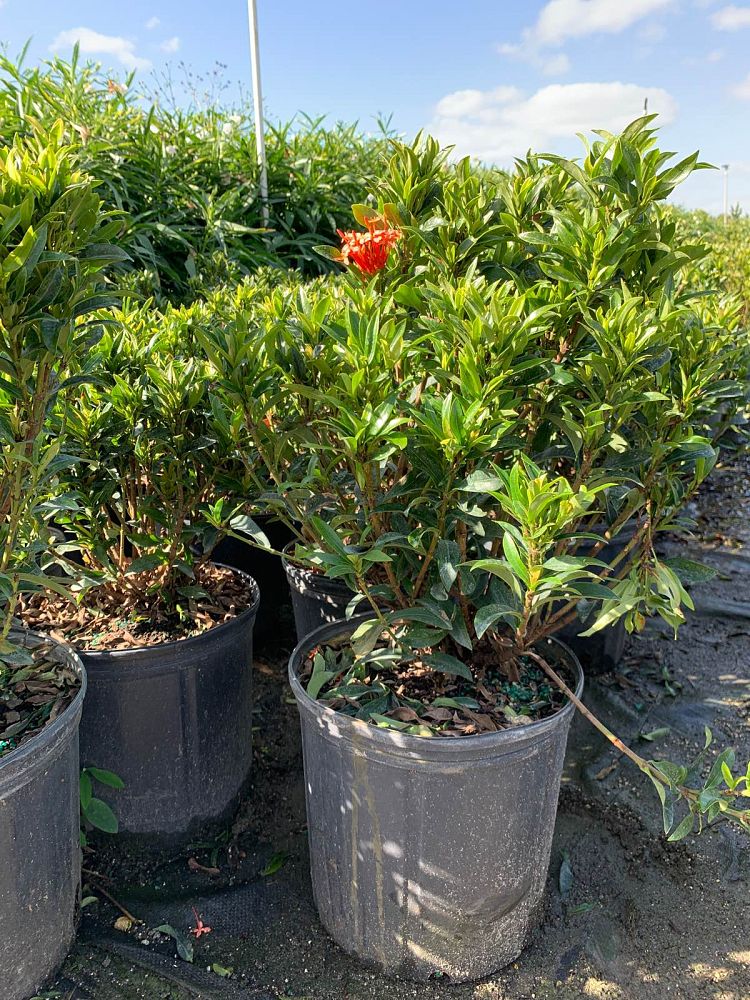 ixora-taiwanensis-ixora-taiwan-dwarf-ixora-petite