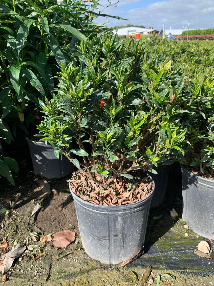 ixora-taiwanensis-ixora-taiwan-dwarf-ixora-petite
