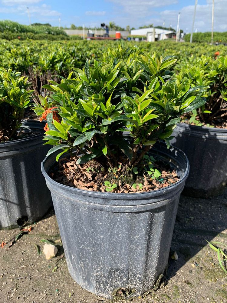ixora-taiwanensis-ixora-taiwan-dwarf-ixora-petite