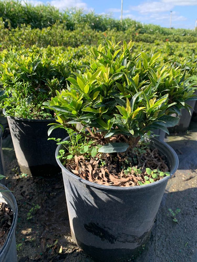ixora-taiwanensis-ixora-taiwan-dwarf-ixora-petite