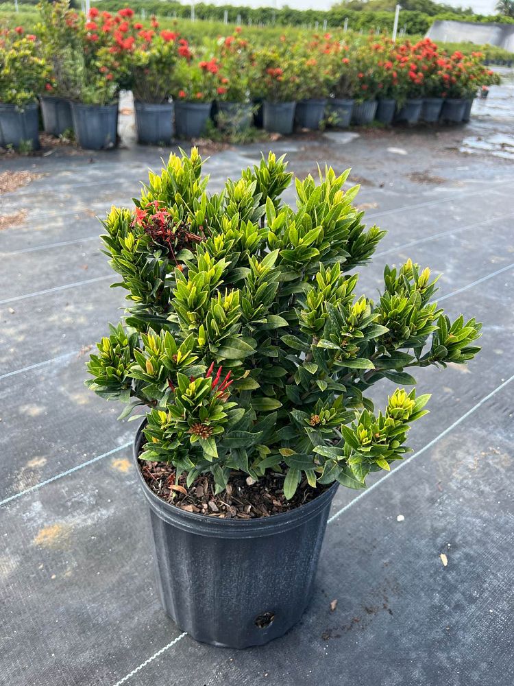 ixora-taiwanensis-ixora-taiwan-dwarf-ixora-petite