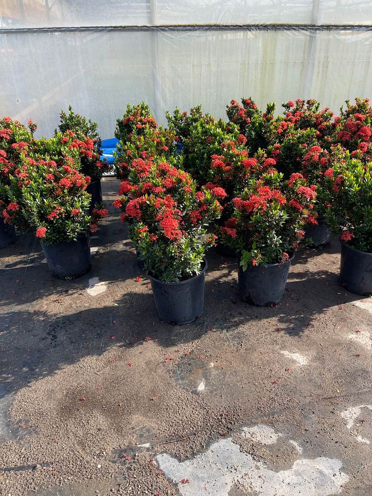 ixora-taiwanensis-ixora-taiwan-dwarf-ixora-petite