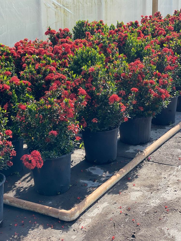 ixora-taiwanensis-ixora-taiwan-dwarf-ixora-petite