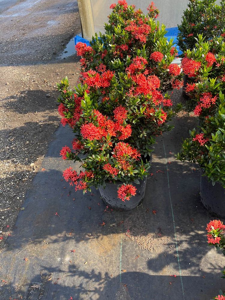 ixora-taiwanensis-ixora-taiwan-dwarf-ixora-petite