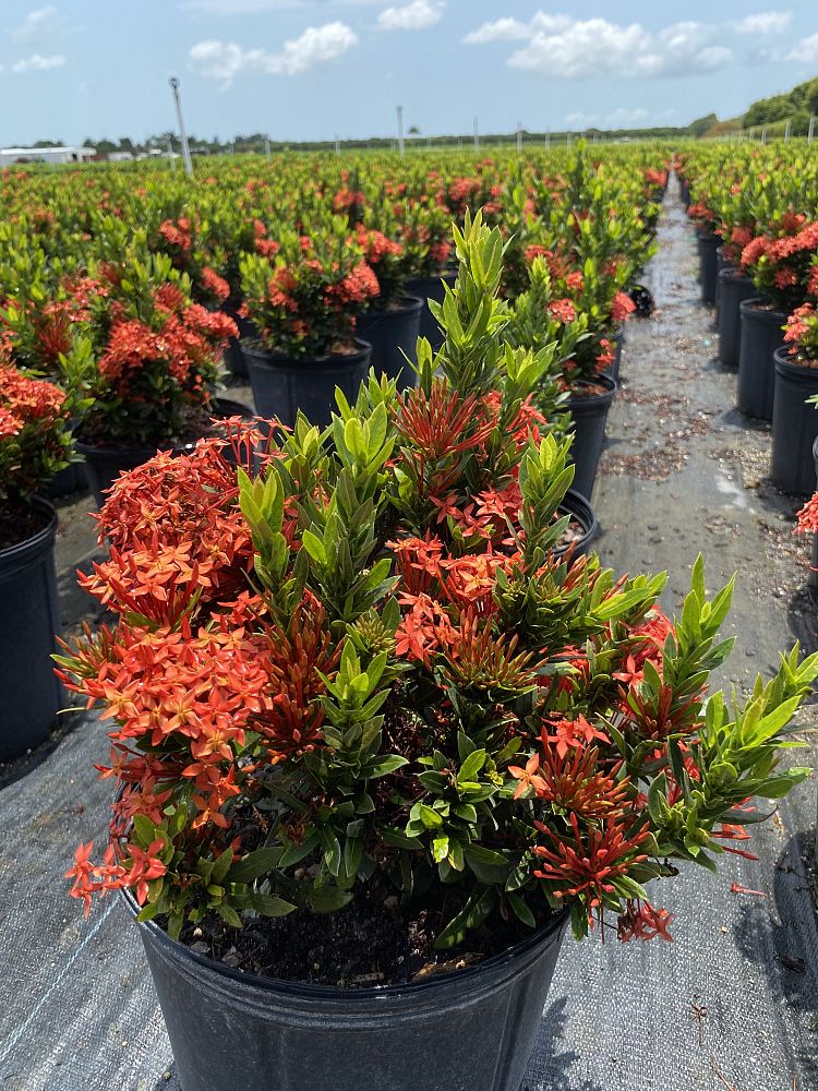 ixora-taiwanensis-ixora-taiwan-dwarf-ixora-petite