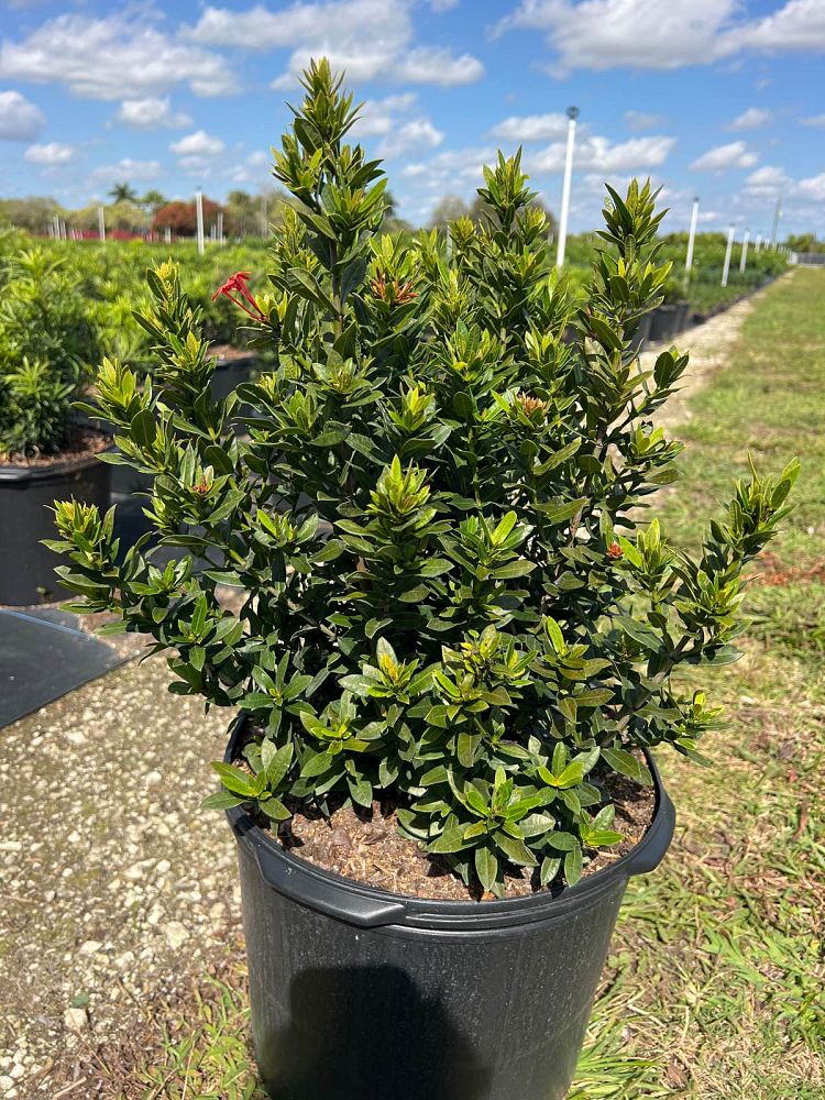 ixora-taiwanensis-ixora-taiwan-dwarf-ixora-petite