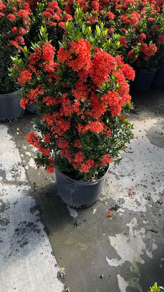ixora-taiwanensis-ixora-taiwan-dwarf-ixora-petite