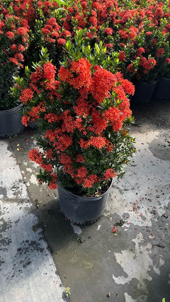 ixora-taiwanensis-ixora-taiwan-dwarf-ixora-petite