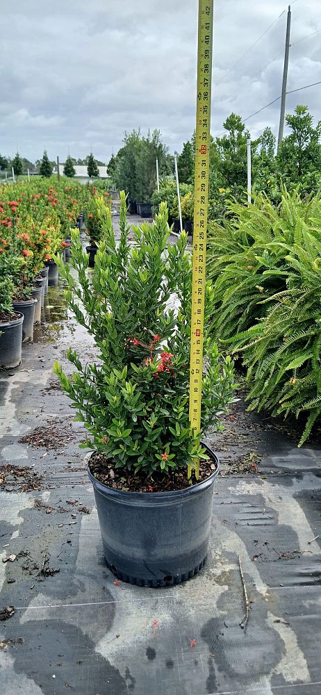 ixora-taiwanensis-ixora-taiwan-dwarf-ixora-petite